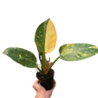 Philodendron 'Congo Green Variegated'