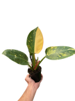 Philodendron 'Congo Green Variegated'