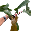 Philodendron 'Florida Bronze'