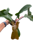 Philodendron 'Florida Bronze'