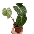 Philodendron Gloriosum