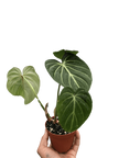 Philodendron Gloriosum