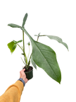 Philodendron 'Joepii'