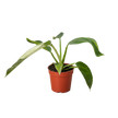 Philodendron Jose Bueno