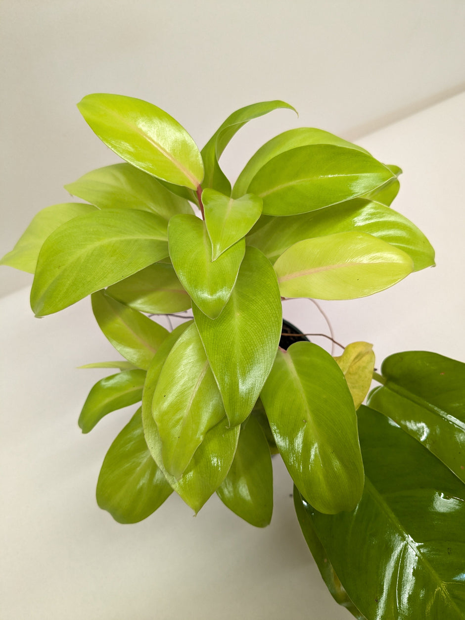 Philodendron Lemon Lime | Neon Yellow Trailing Plant | House Plant Shop