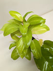 Philodendron Lemon Lime | Neon Yellow Trailing Plant | House Plant Shop