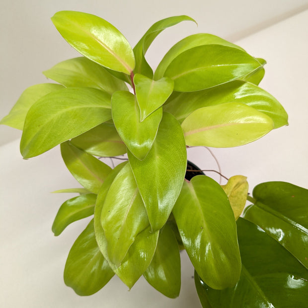 Philodendron Lemon Lime | Neon Yellow Trailing Plant | House Plant Shop