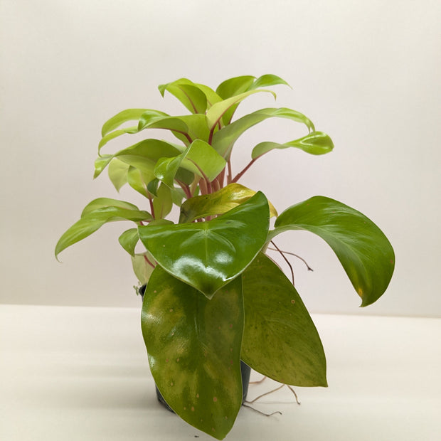 Philodendron Lemon Lime | Neon Yellow Trailing Plant | House Plant Shop