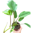 Philodendron Mayoi