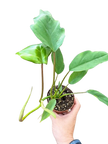 Philodendron Mayoi