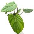 Philodendron 'Mcdowell'