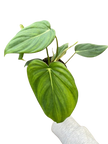 Philodendron 'Mcdowell'