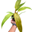 Philodendron 'Orange Marmalade'