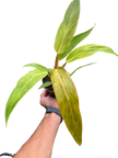 Philodendron 'Orange Marmalade'