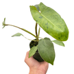 Philodendron 'Paraiso Verde'