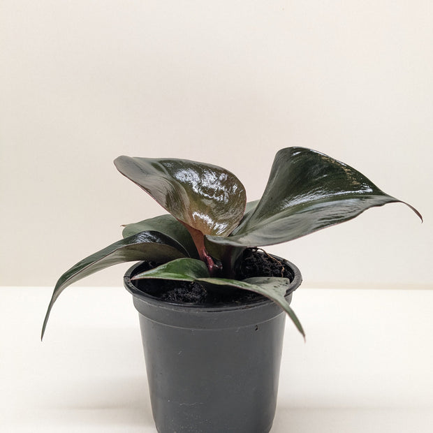 Philodendron Red Heart | Red Foliage Tropical Plant | House Plant Shop