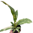 Philodendron Ring of Fire Variegated