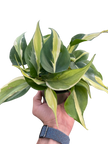 Philodendron 'Silver Stripe'