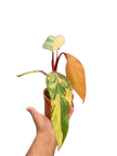 Philodendron 'Strawberry Shake'