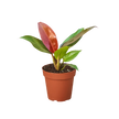Philodendron 'Sun Red'