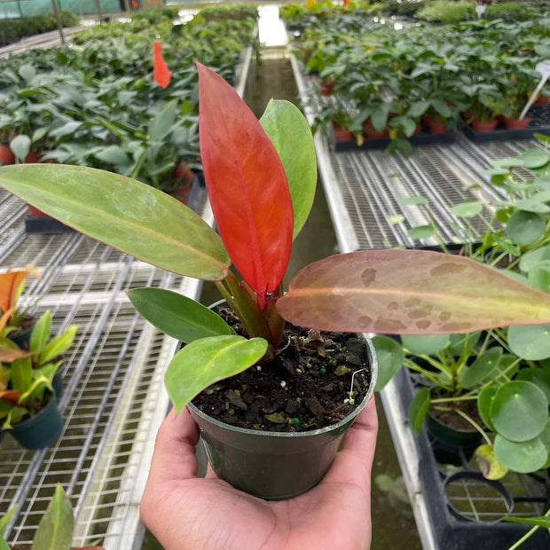 Philodendron 'Sun Red'