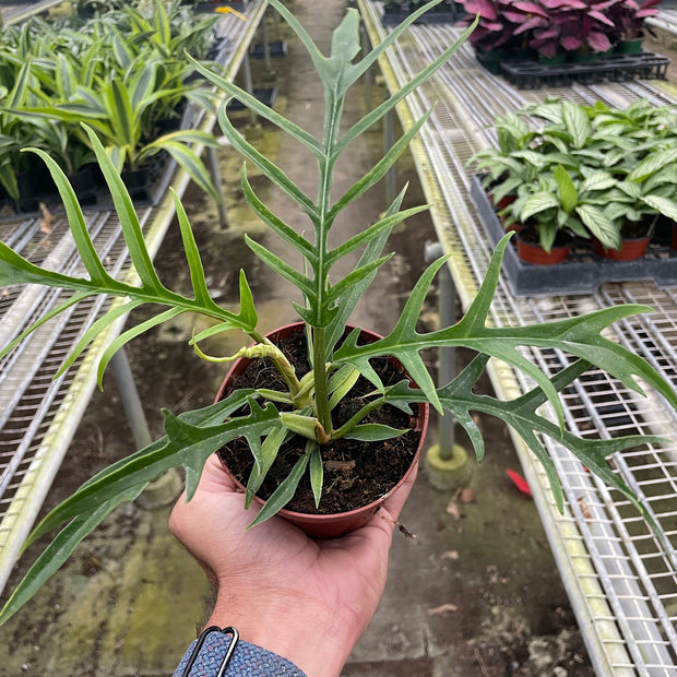 Philodendron 'Tortum'