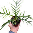 Philodendron 'Tortum'