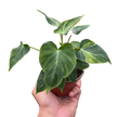 Philodendron 'Verrucosum'