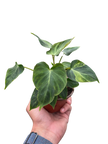 Philodendron 'Verrucosum'