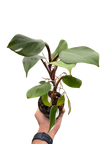 Philodendron 'White Knight'