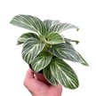 Philodendron White Measure