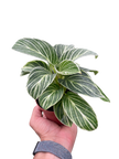 Philodendron White Measure