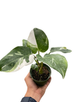 Philodendron 'White Princess'