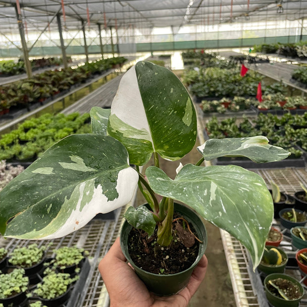 Philodendron 'White Princess'