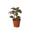 Pilea 'Bronze'