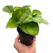 Pothos 'Global Green'