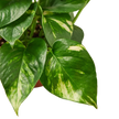Pothos 'Golden'