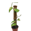 Pothos Jade Satin Albo
