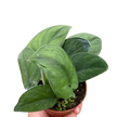 Pothos Jade Satin