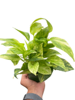 Pothos 'Neon Queen'
