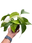 Pothos 'Albo Variegata'