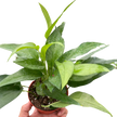 Pothos Skeleton Key