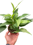 Pothos Skeleton Key