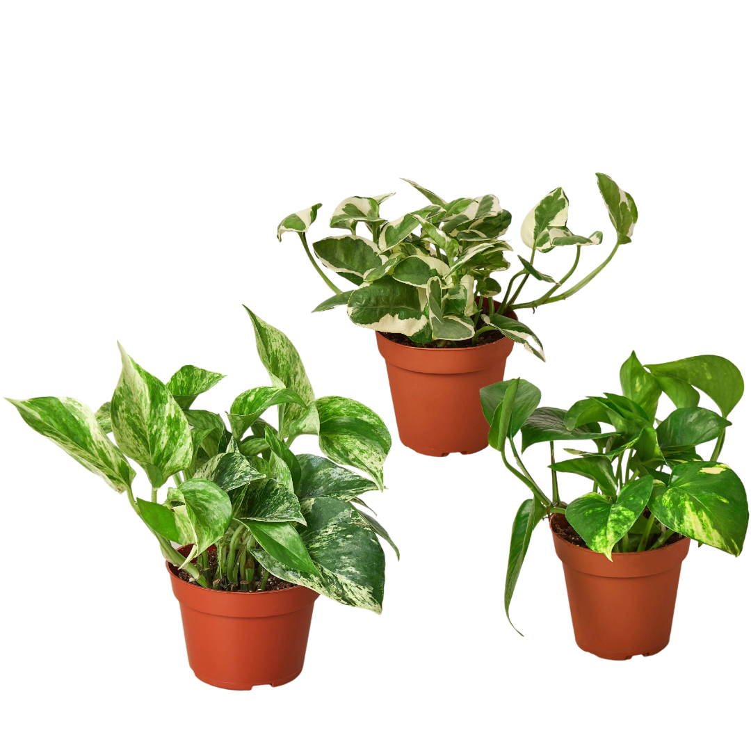 3 Pothos Variety Pack / 4