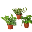 3 Pothos Variety Pack / 4