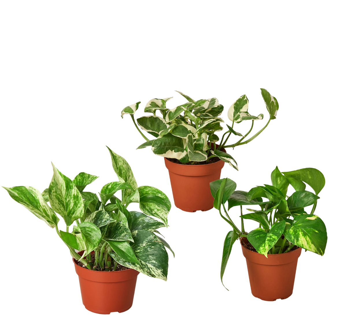3 Pothos Variety Pack / 4
