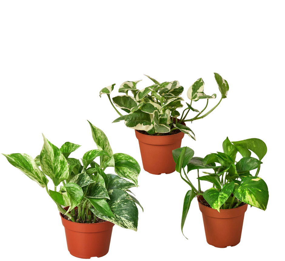 3 Pothos Variety Pack / 4