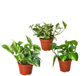 3 Pothos Variety Pack / 4