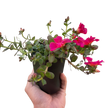 Purslane