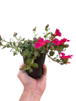 Purslane